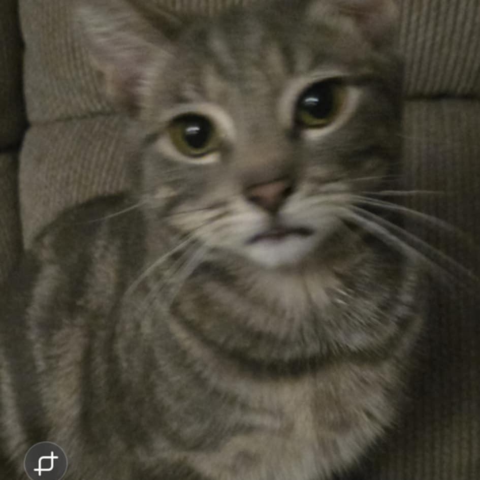 Enlarge Toby (**Bonded with Sasha), a Adoptable Domestic Short Hair in Philadelphia, PA image 3/3