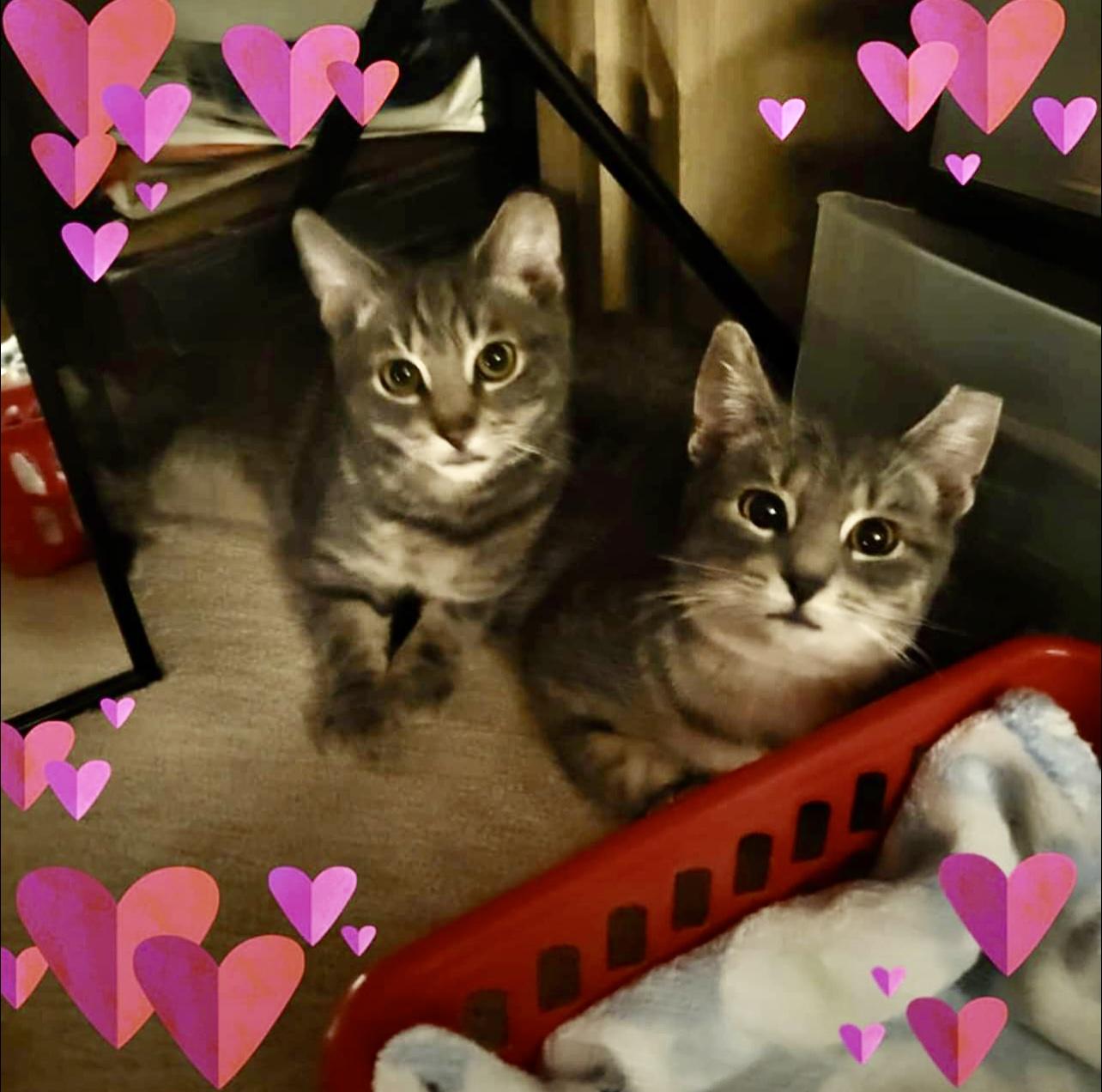 Toby (**Bonded with Sasha), Adoptable, Young Male Domestic Short Hair.