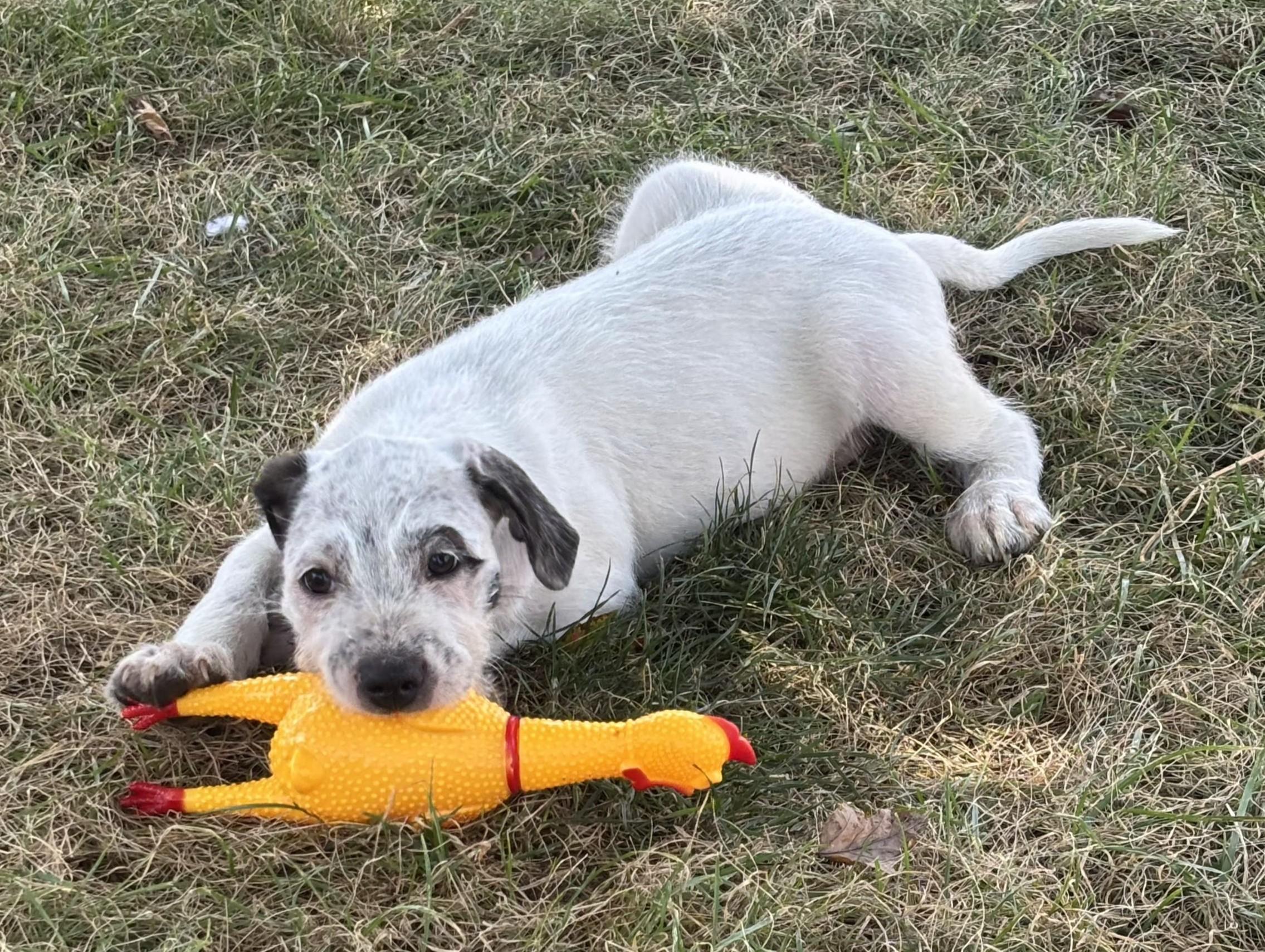 Enlarge Benedict, a Adoptable mixed breed in Lisbon, IA image 4/6