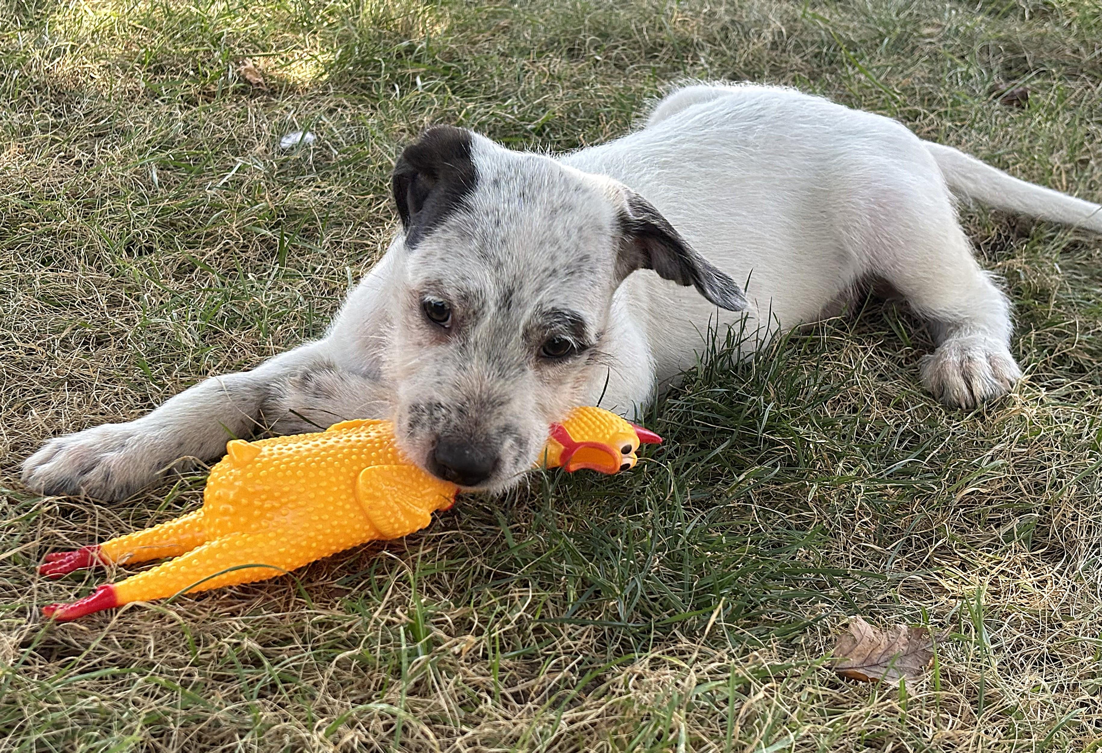 Enlarge Benedict, a Adoptable mixed breed in Lisbon, IA image 6/6