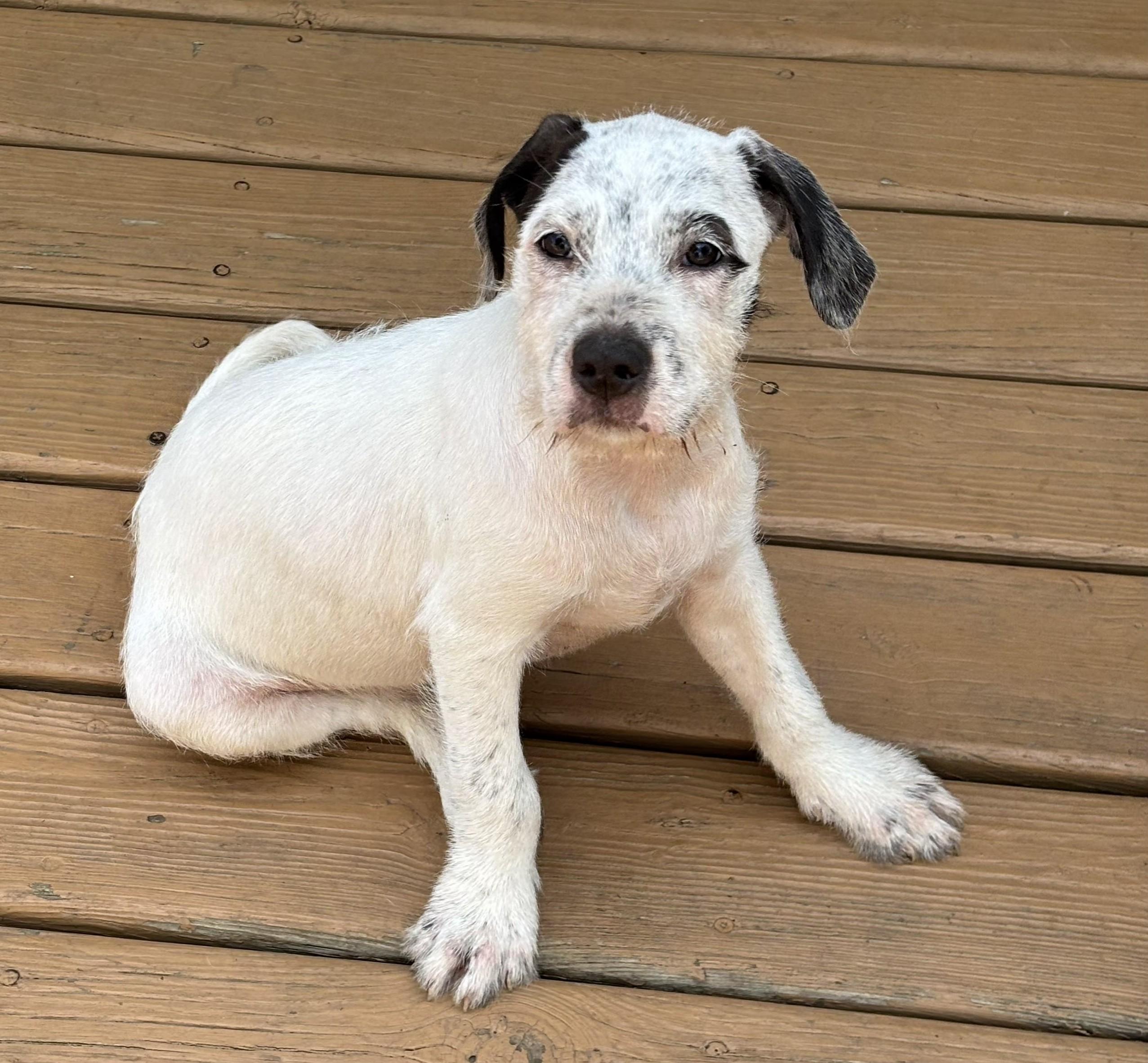 Benedict, Adoptable, Puppy Male Pit Bull Terrier & Shih Tzu.