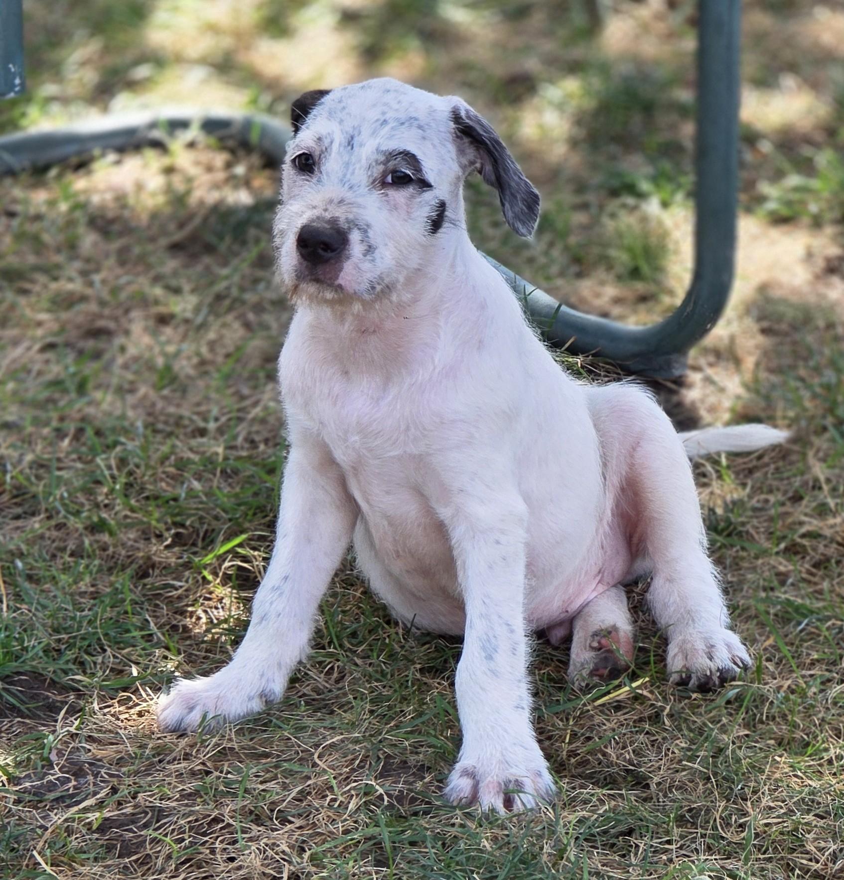 Enlarge Benedict, a Adoptable mixed breed in Lisbon, IA image 5/6