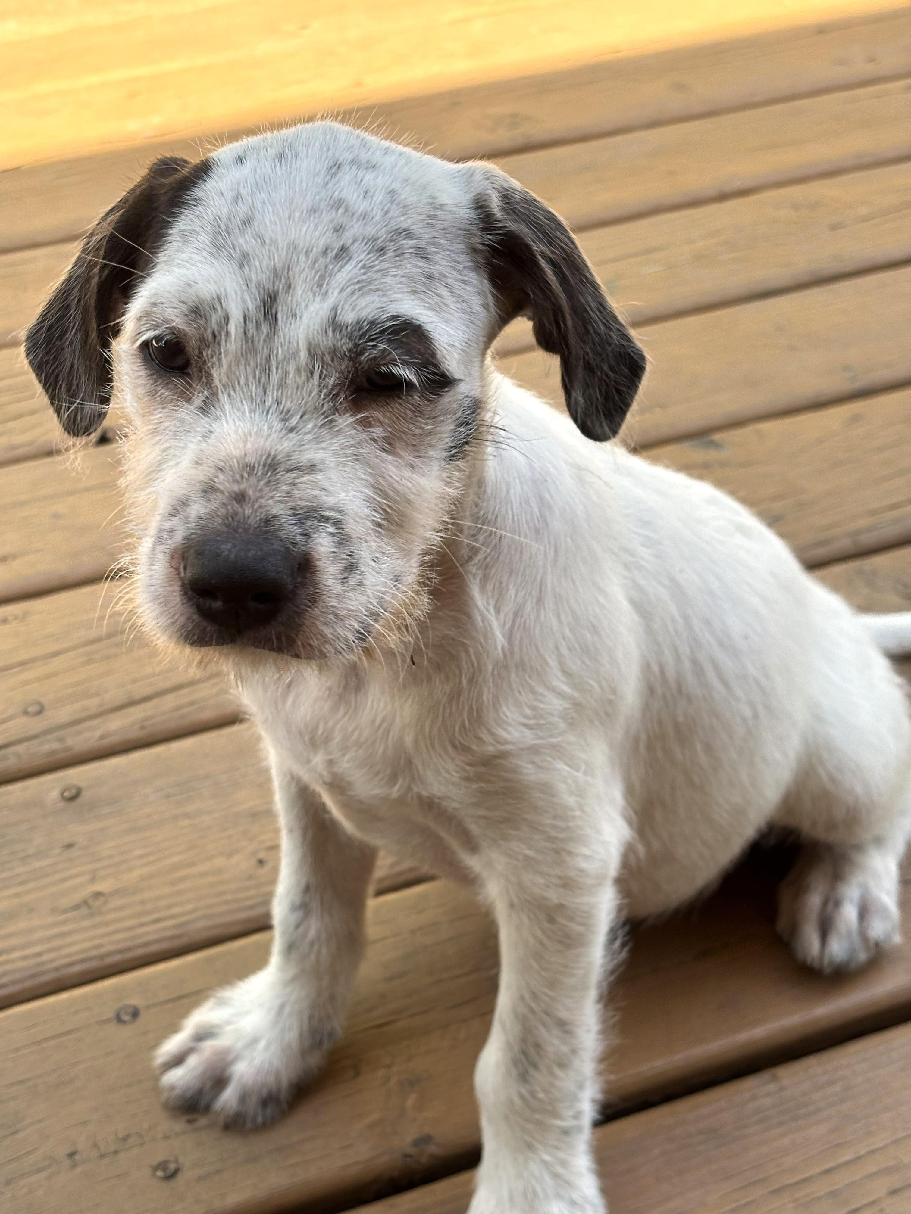 Enlarge Benedict, a Adoptable mixed breed in Lisbon, IA image 3/6