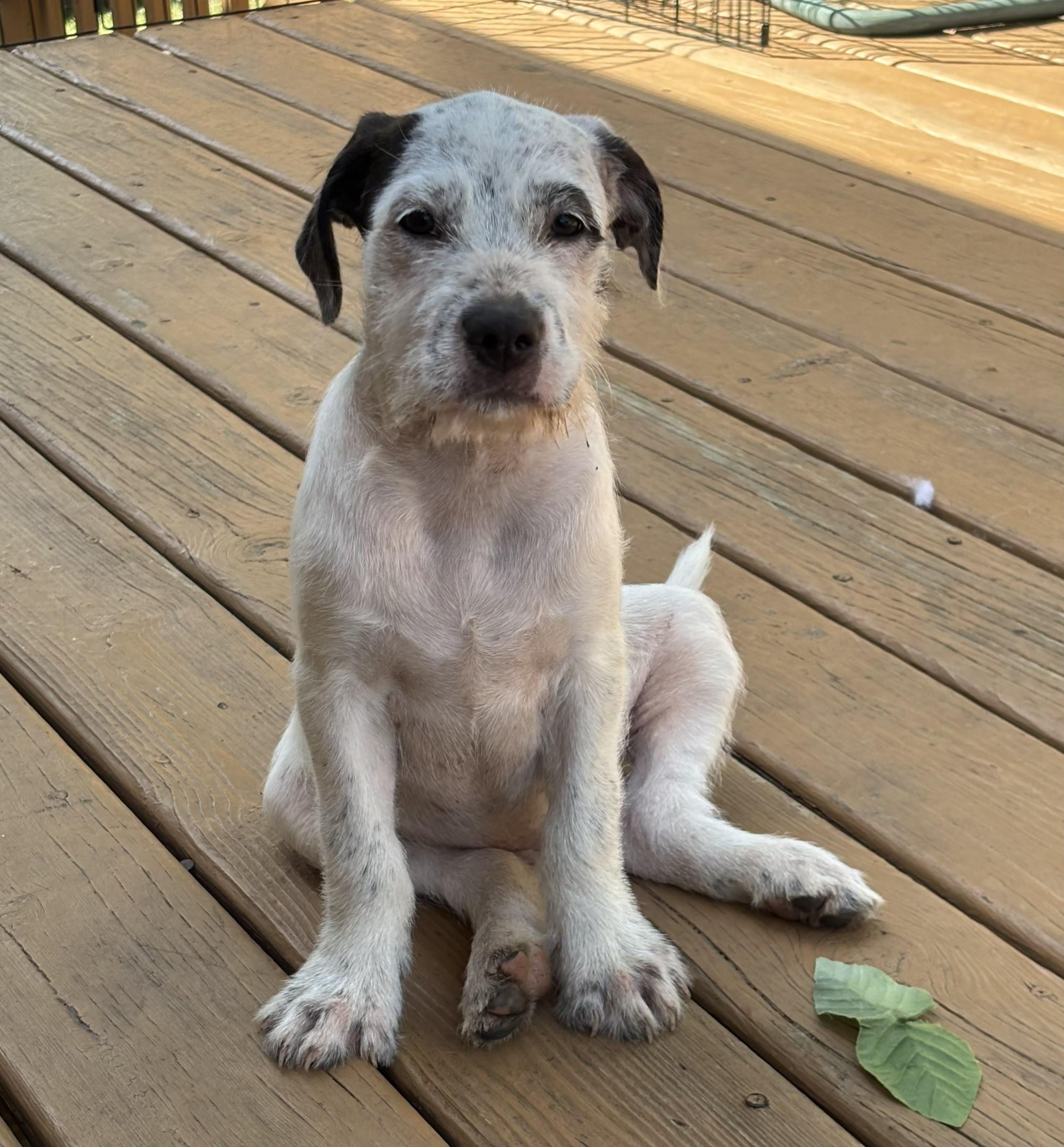Enlarge Benedict, a Adoptable mixed breed in Lisbon, IA image 2/6