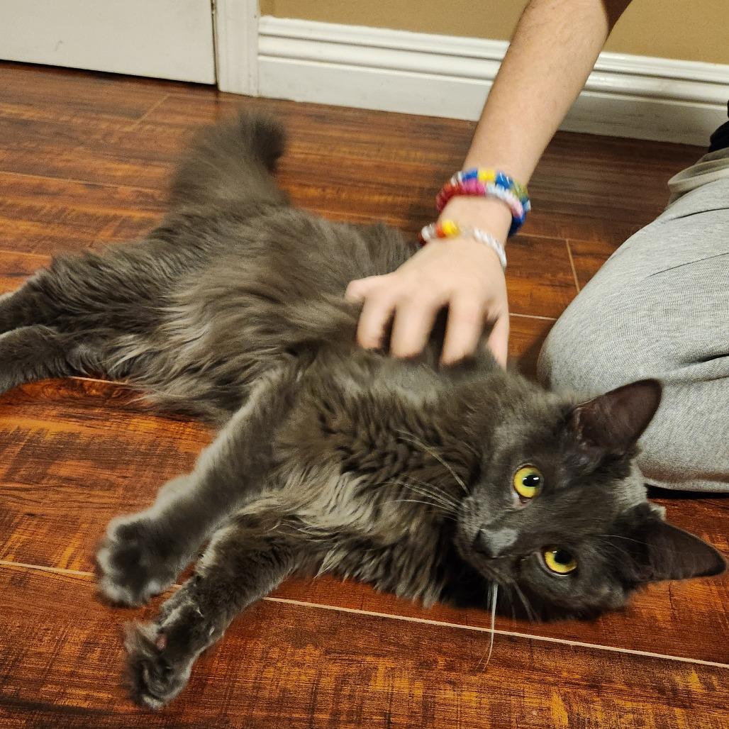 Enlarge Eunice, a Adoptable Domestic Long Hair in Brea, CA image 1/6