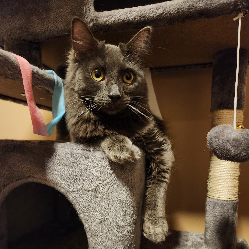 Enlarge Eunice, a Adoptable Domestic Long Hair in Brea, CA image 2/6