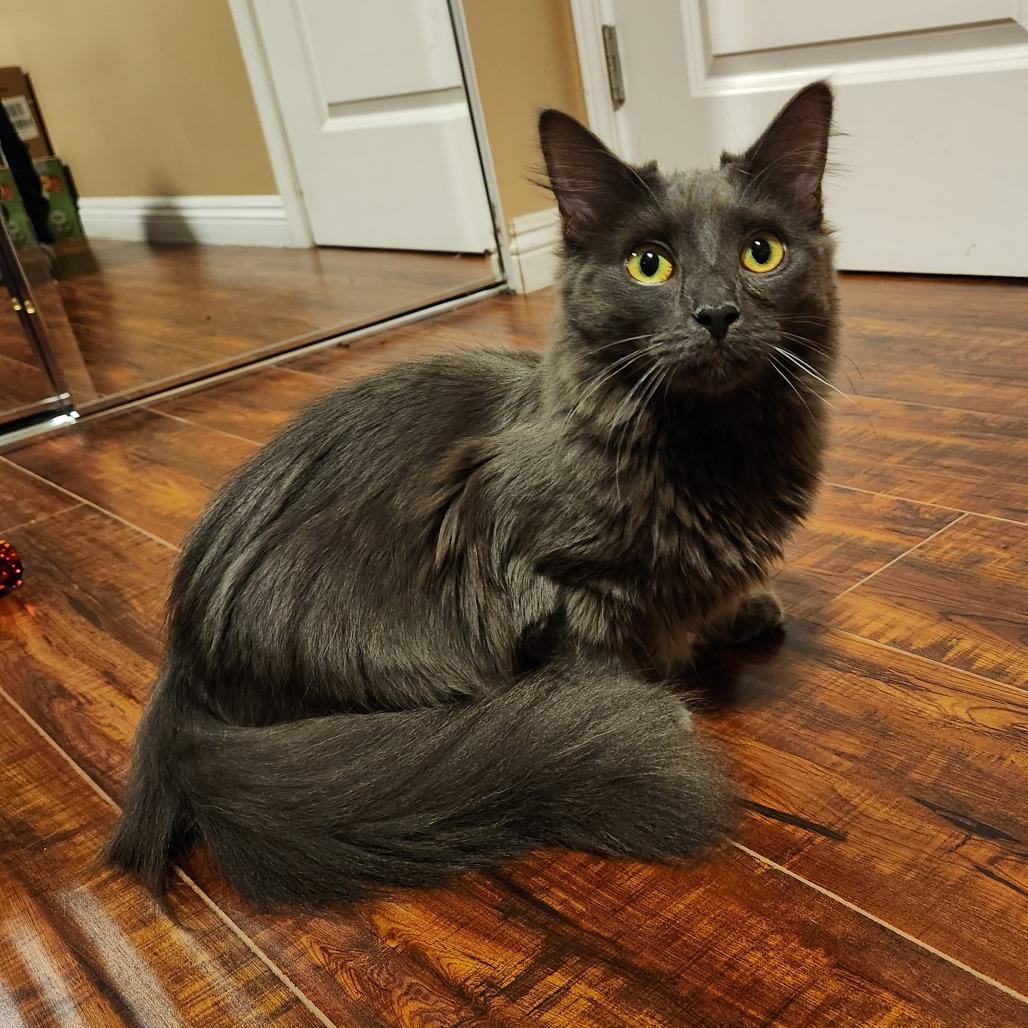 Enlarge Eunice, a Adoptable Domestic Long Hair in Brea, CA image 3/6