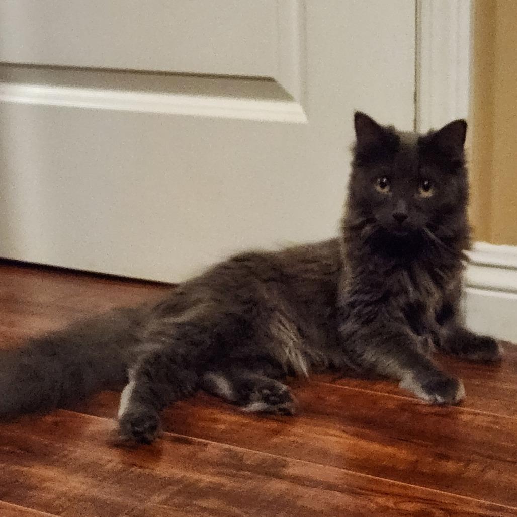 Enlarge Eunice, a Adoptable Domestic Long Hair in Brea, CA image 4/6