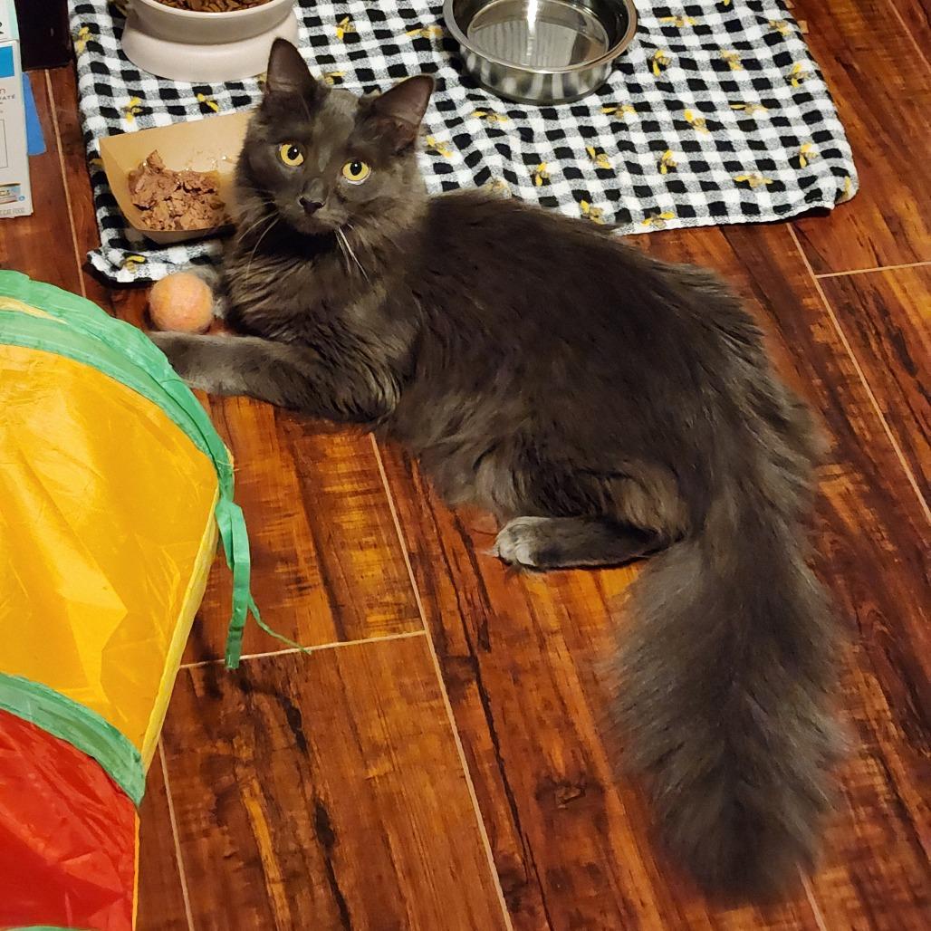 Enlarge Eunice, a Adoptable Domestic Long Hair in Brea, CA image 5/6