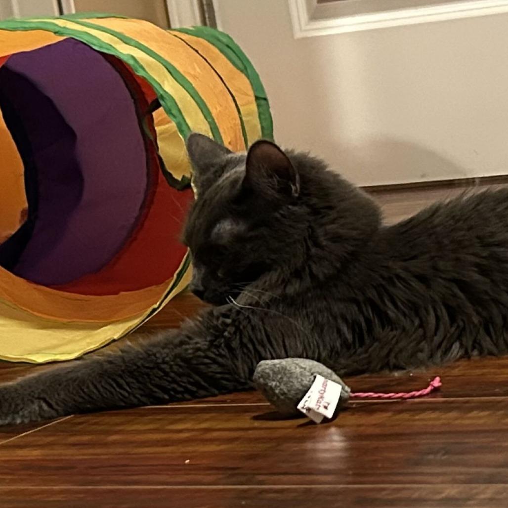 Enlarge Eunice, a Adoptable Domestic Long Hair in Brea, CA image 6/6