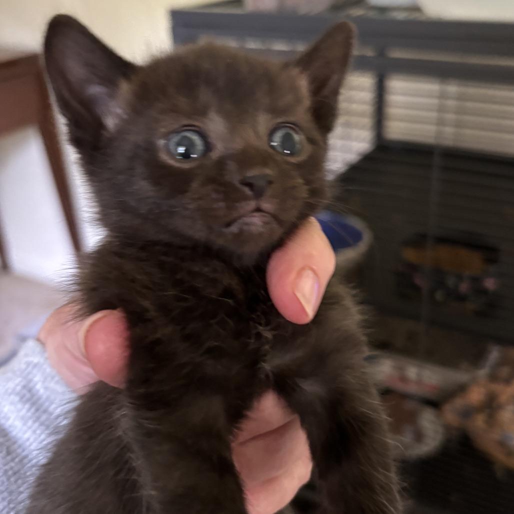 Raven, Adoptable, Young Female Domestic Short Hair.