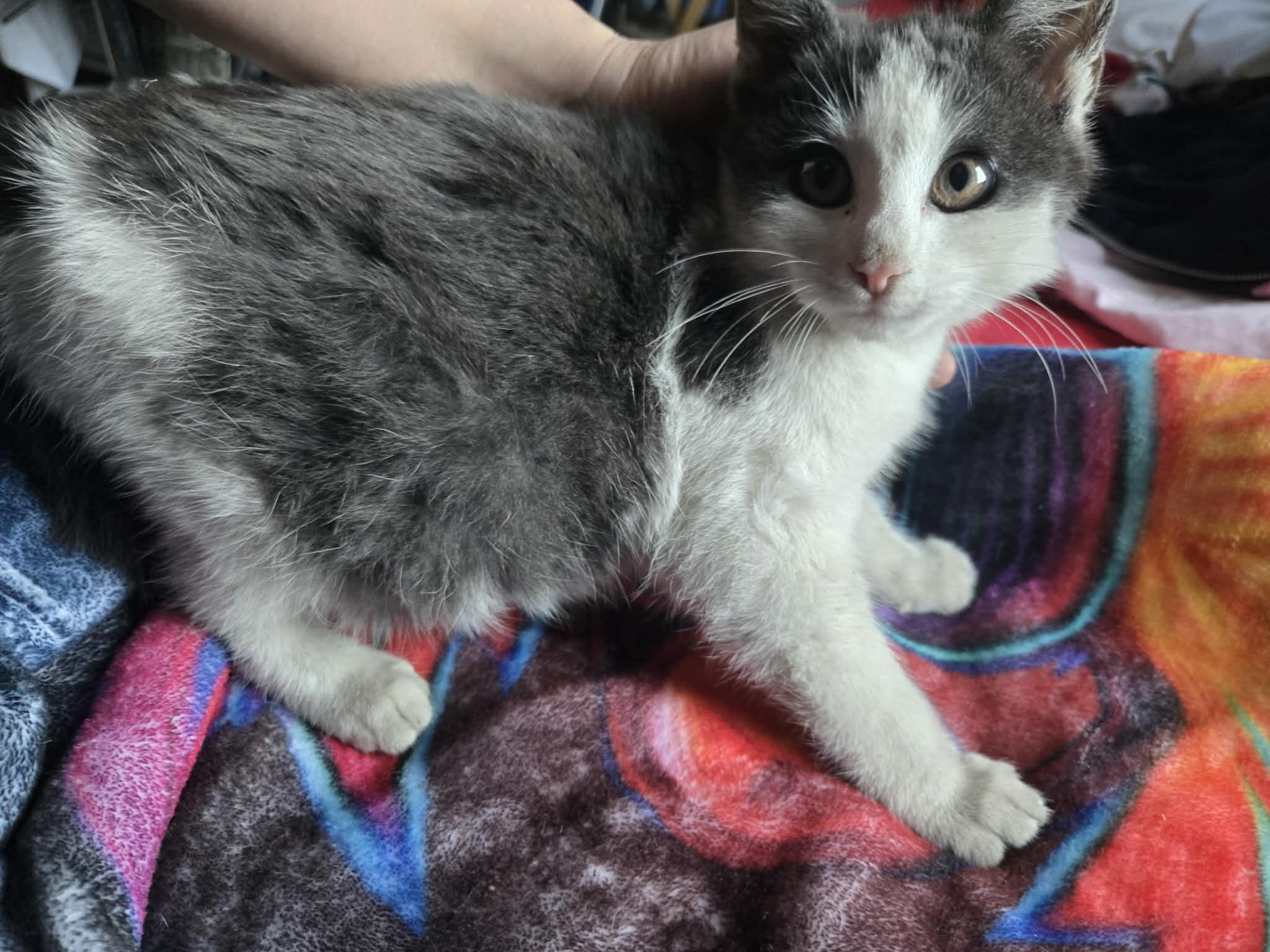 Freddy, Adopted, Young Male Domestic Medium Hair.