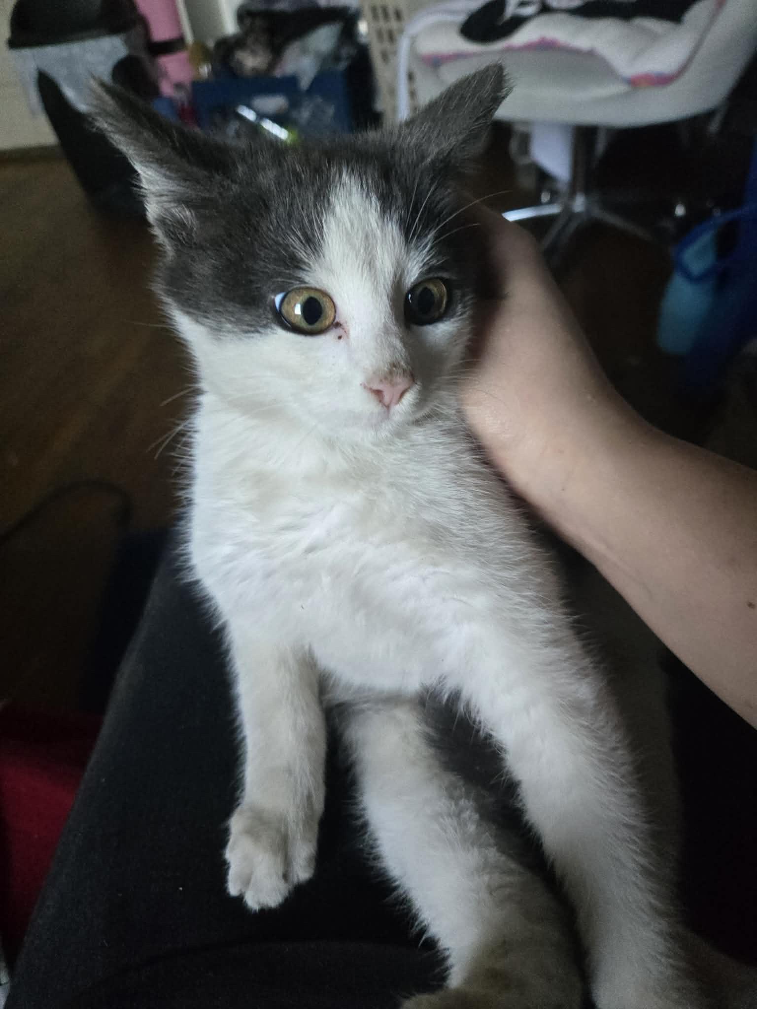 Enlarge Freddy, a Adopted Domestic Medium Hair in Long Beach, CA image 2/3