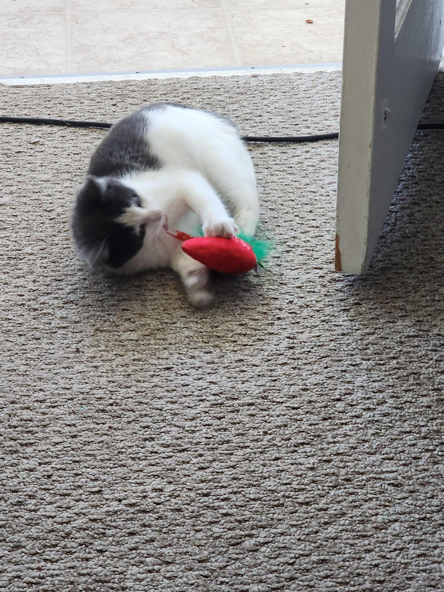 Enlarge Freddy, a Adopted Domestic Medium Hair in Long Beach, CA image 3/3