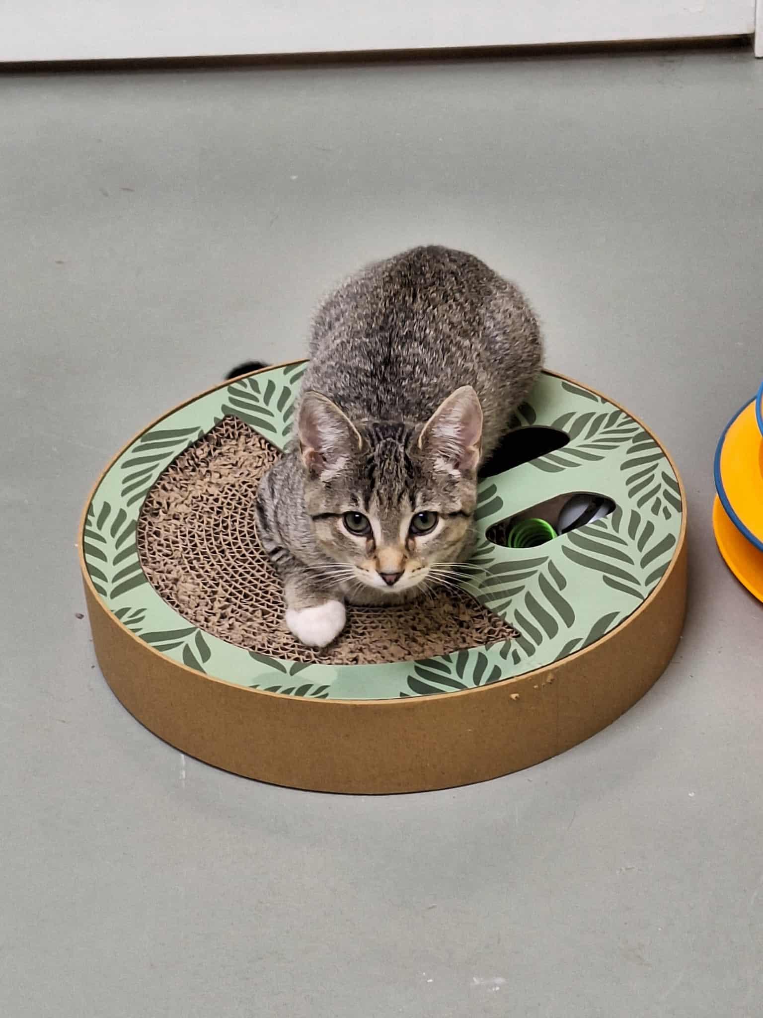 Enlarge Antonia (adoptable with bonded sister Romea), a Adopted mixed breed in Terryville, CT image 2/6