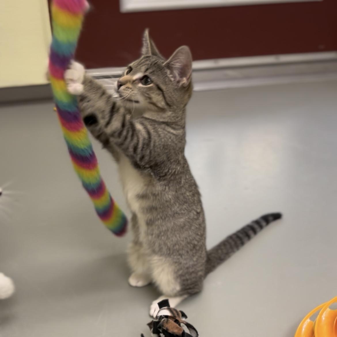 Enlarge Antonia (adoptable with bonded sister Romea), a Adopted mixed breed in Terryville, CT image 3/6