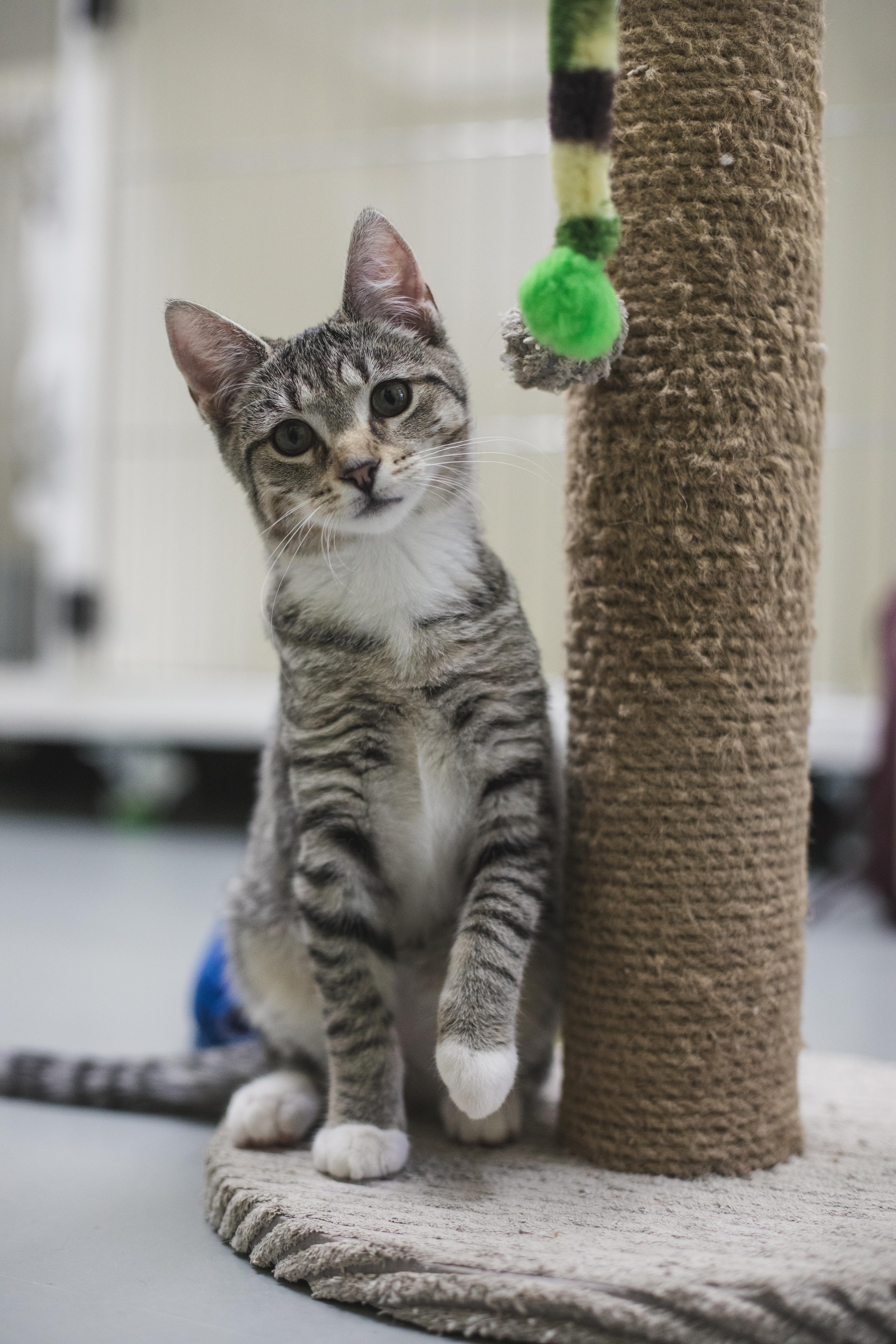 Enlarge Antonia (adoptable with bonded sister Romea), a Adopted mixed breed in Terryville, CT image 5/6