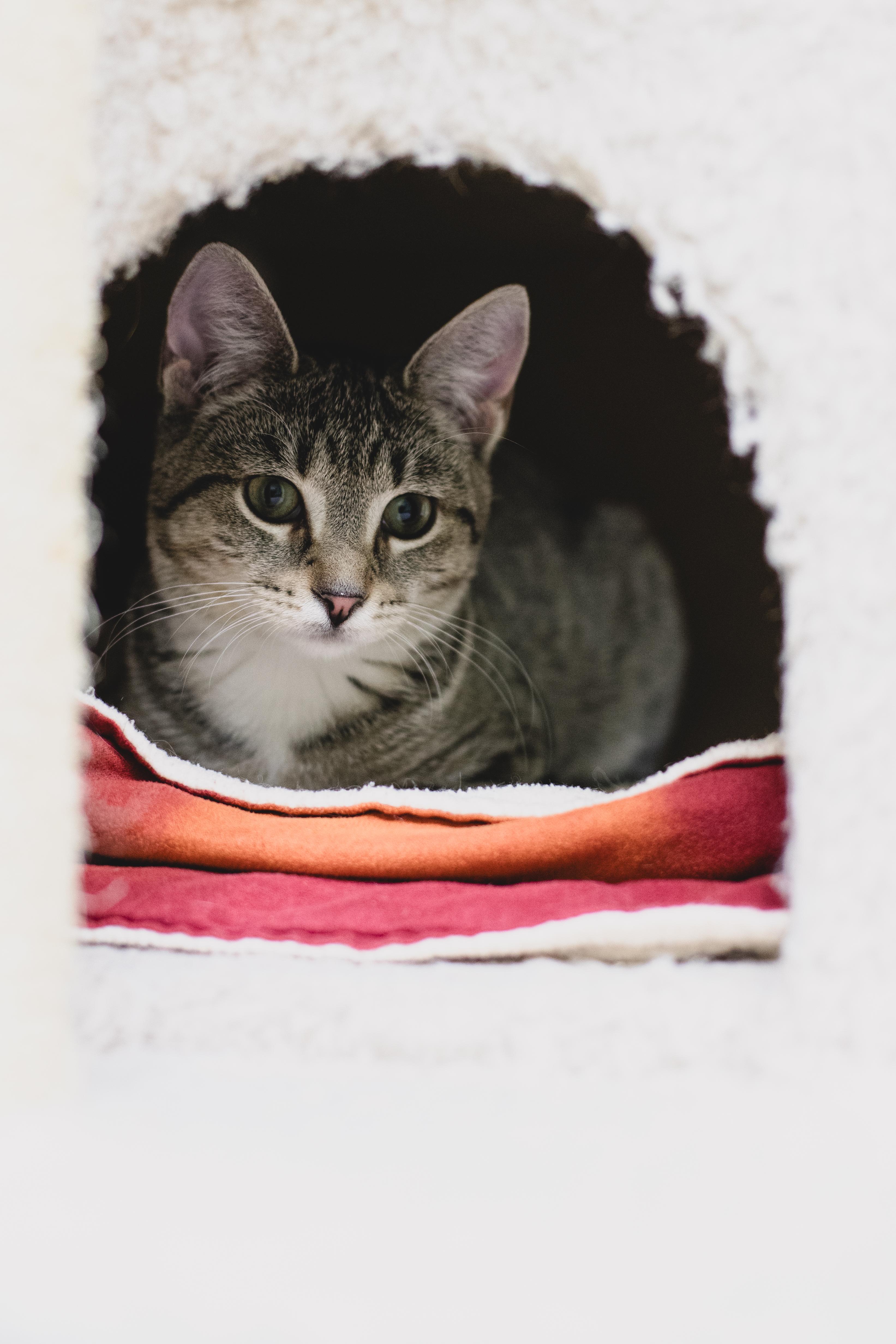 Enlarge Antonia (adoptable with bonded sister Romea), a Adopted mixed breed in Terryville, CT image 6/6