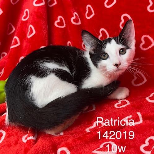 Patricia, Adoptable, Kitten Female Domestic Short Hair.