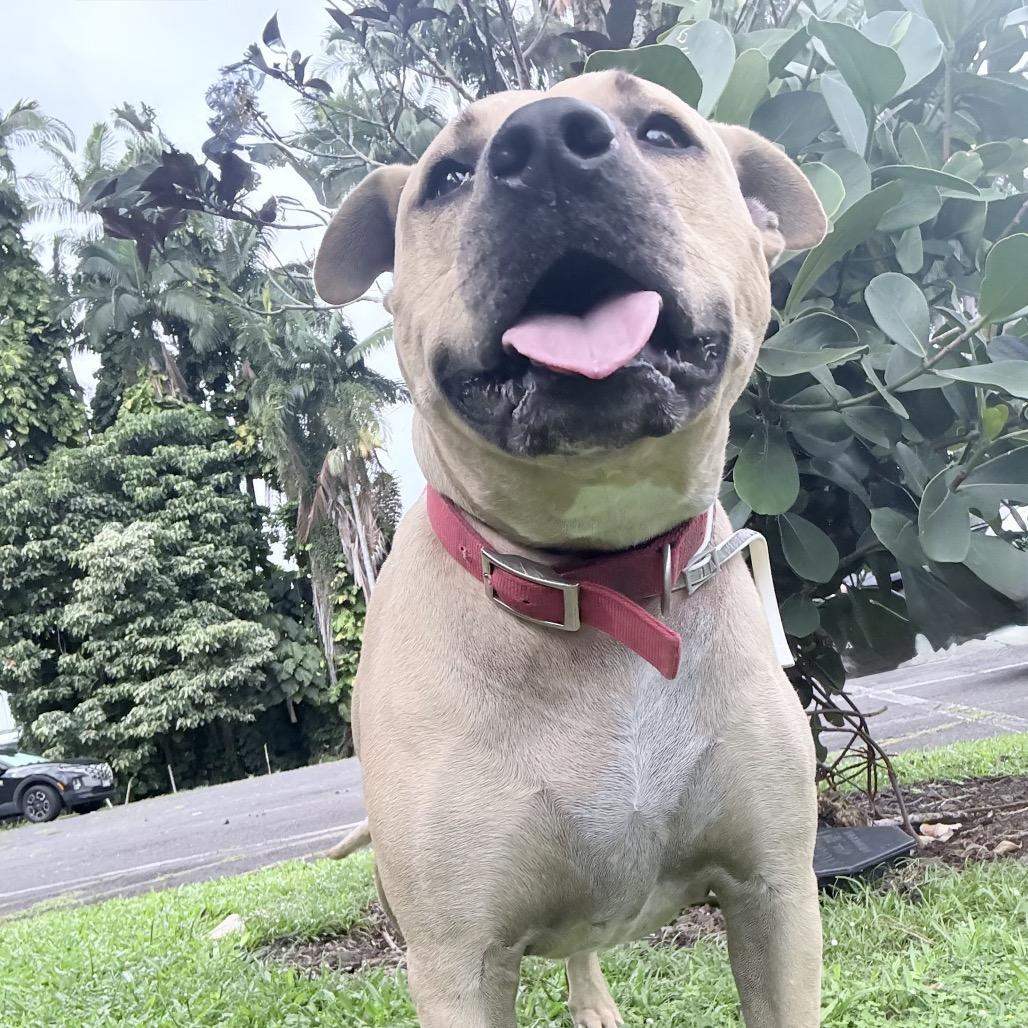 Mahina, Adoptable, Adult Female American Staffordshire Terrier.