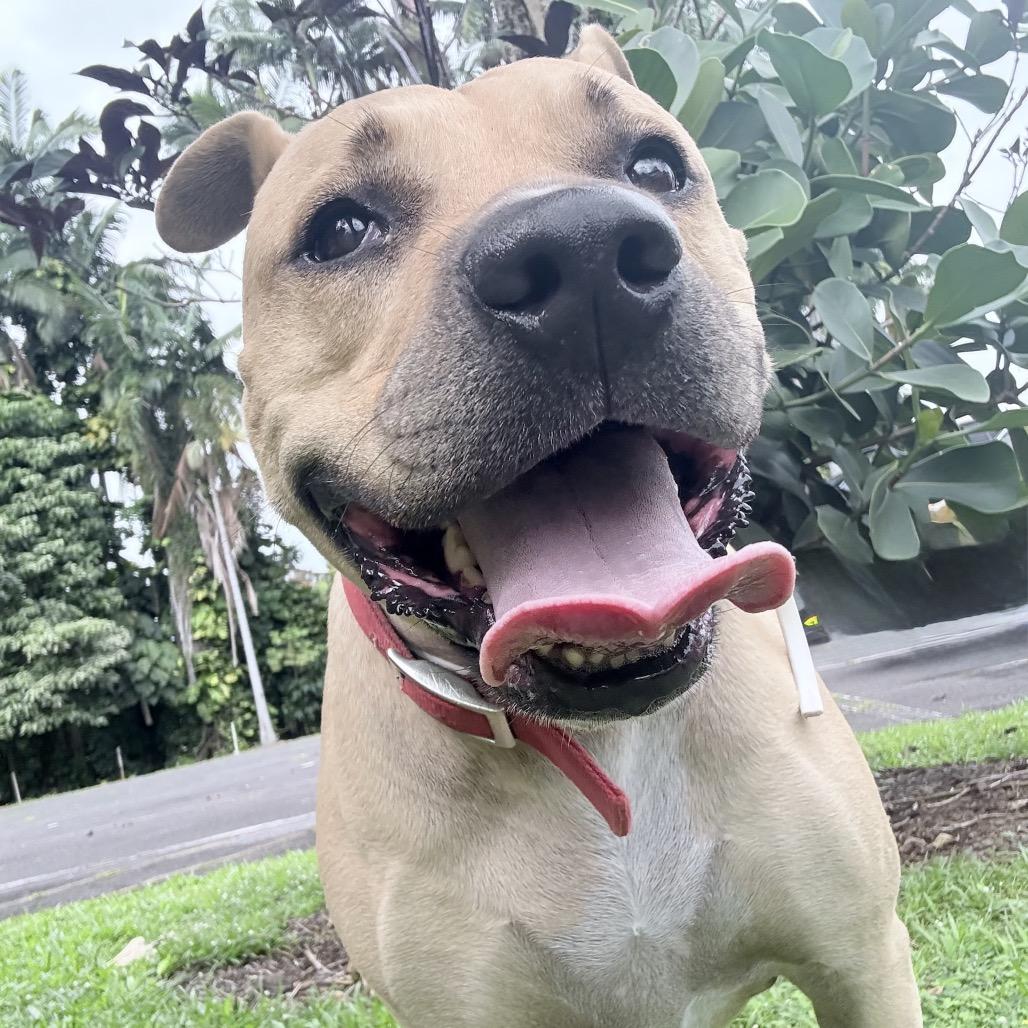 Enlarge Mahina, a Adoptable American Staffordshire Terrier in Keaau, HI image 2/3