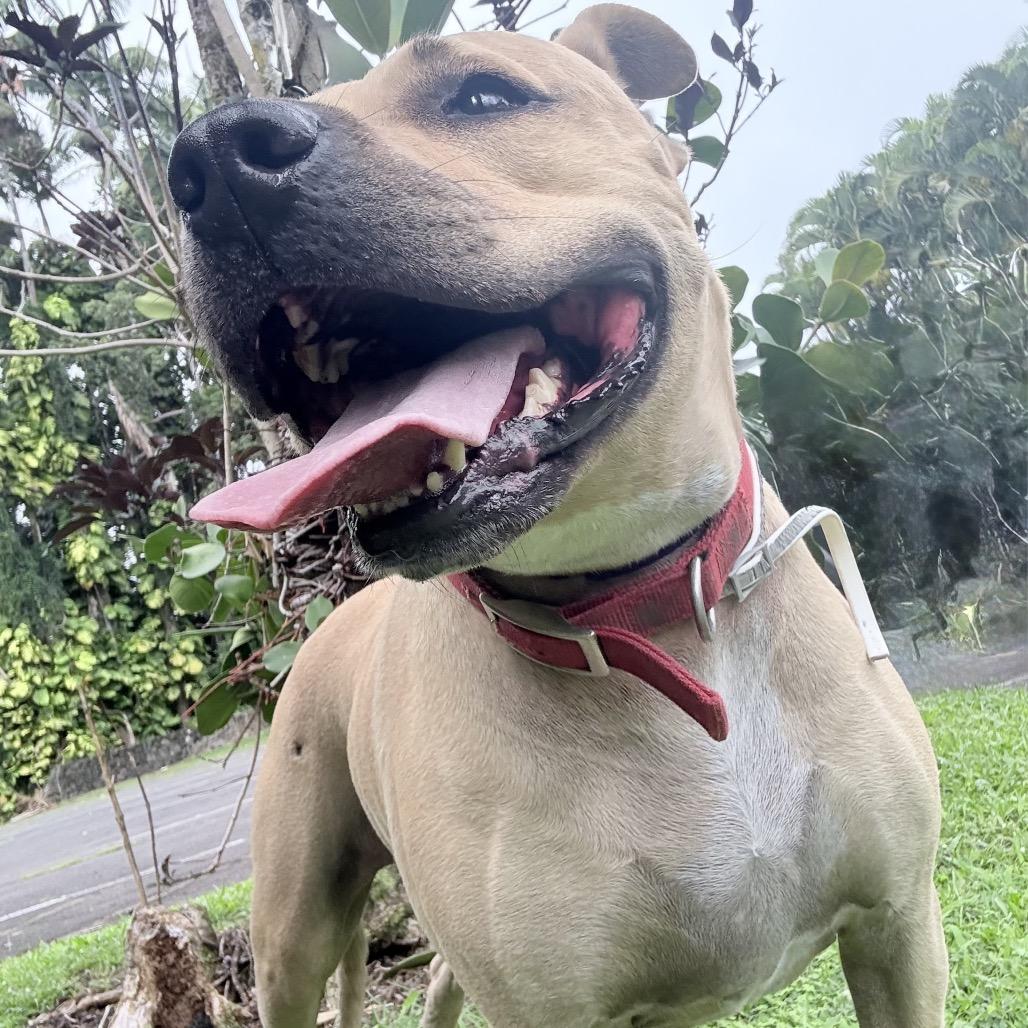 Enlarge Mahina, a Adoptable American Staffordshire Terrier in Keaau, HI image 3/3