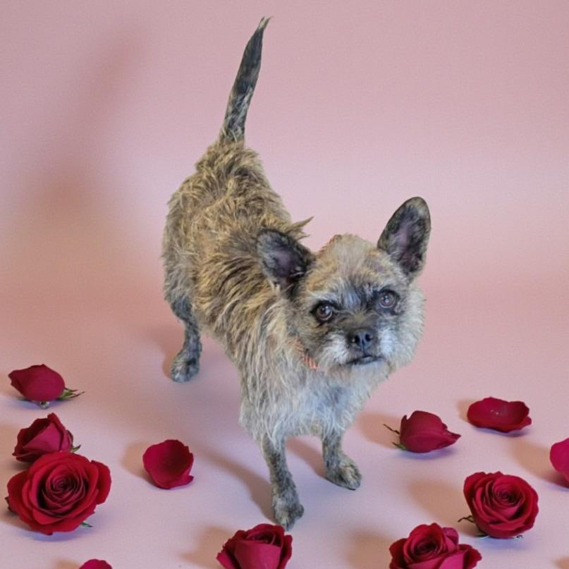 Enlarge HOLLYHOCK, a Adoptable mixed breed in Loves Park, IL image 1/1