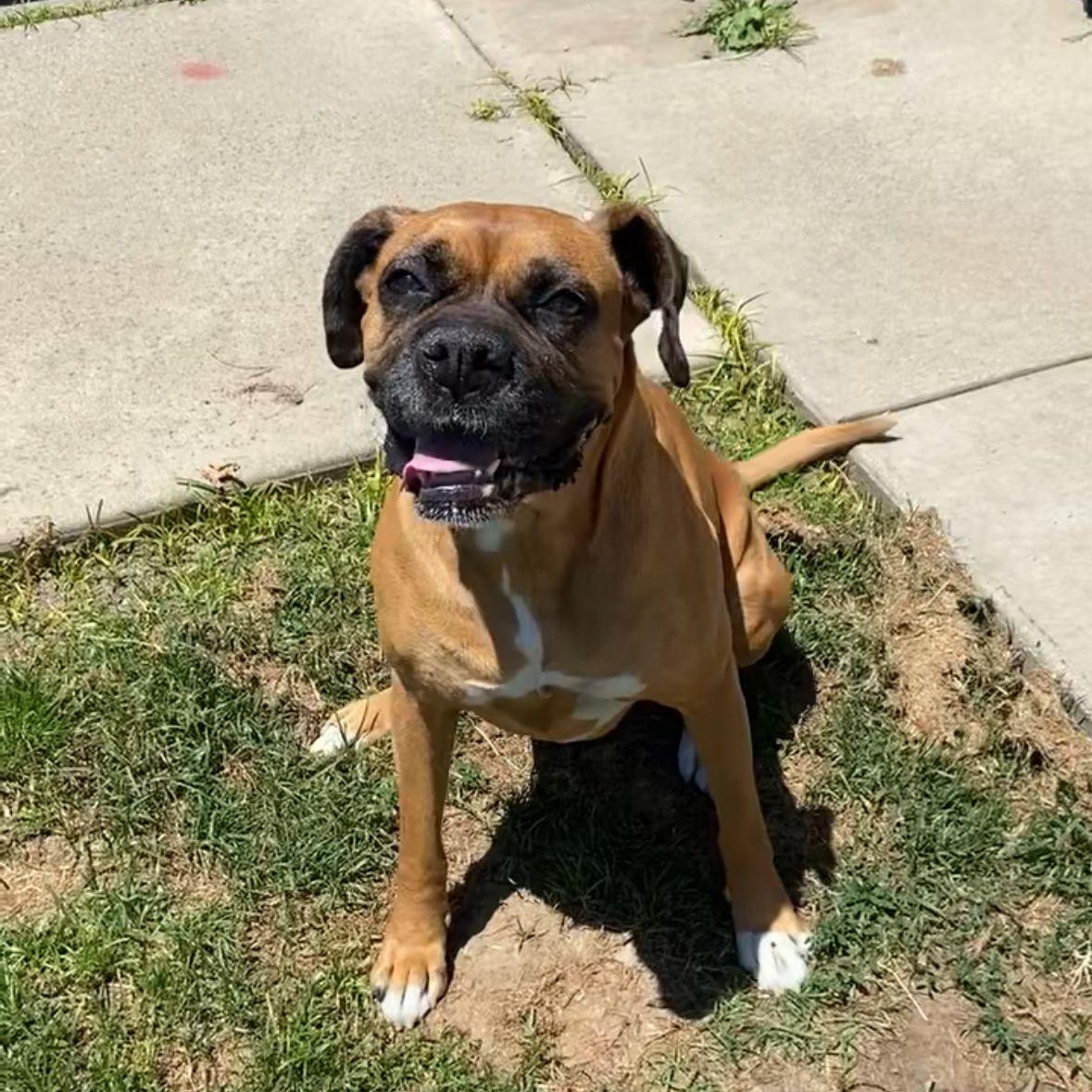 Roxie - need foster immediately , Adoptable, Adult Female Boxer.