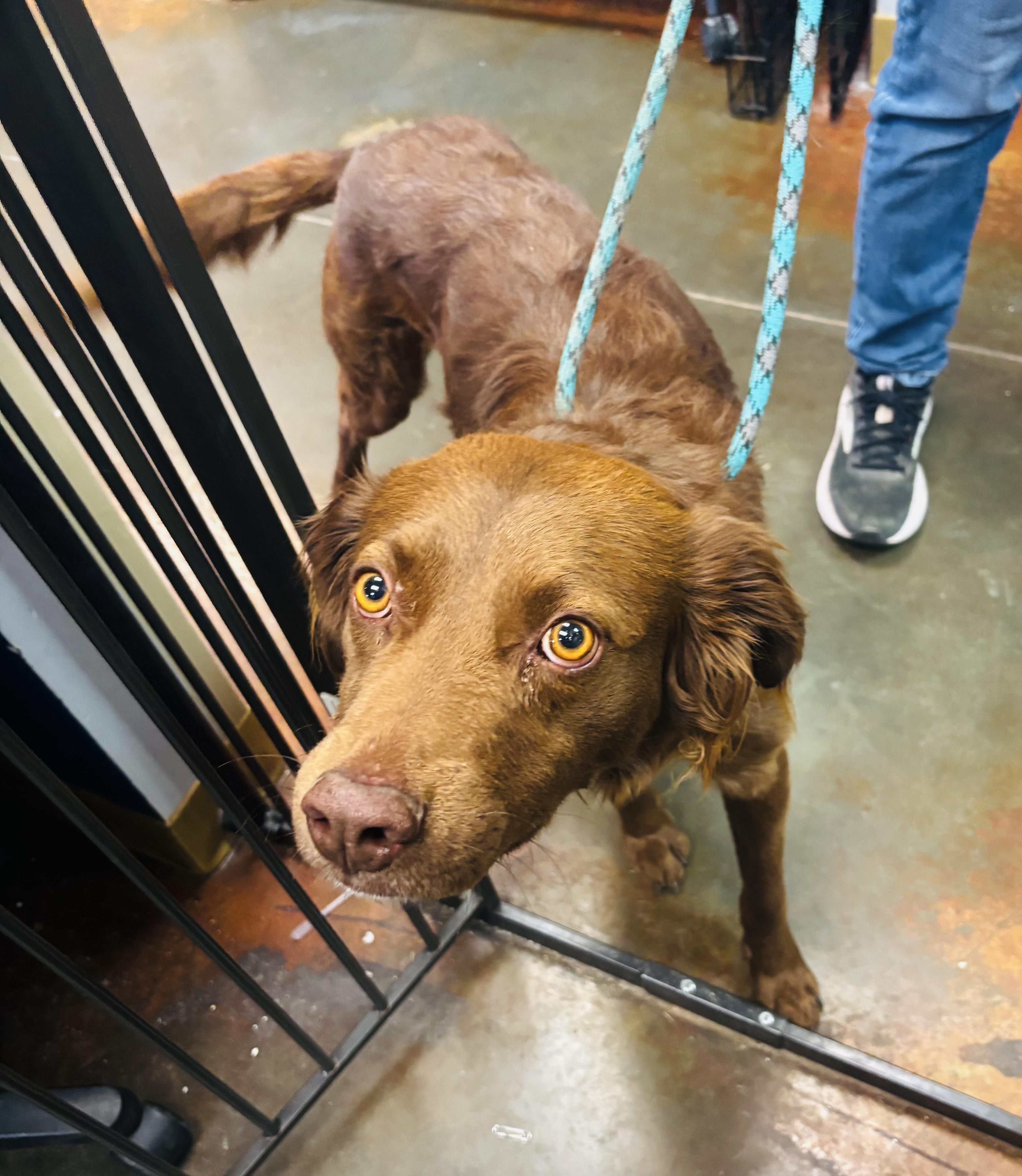 Enlarge Sir Wellington , a ADOPTABLE mixed breed in Council Bluffs, IA image 1/1