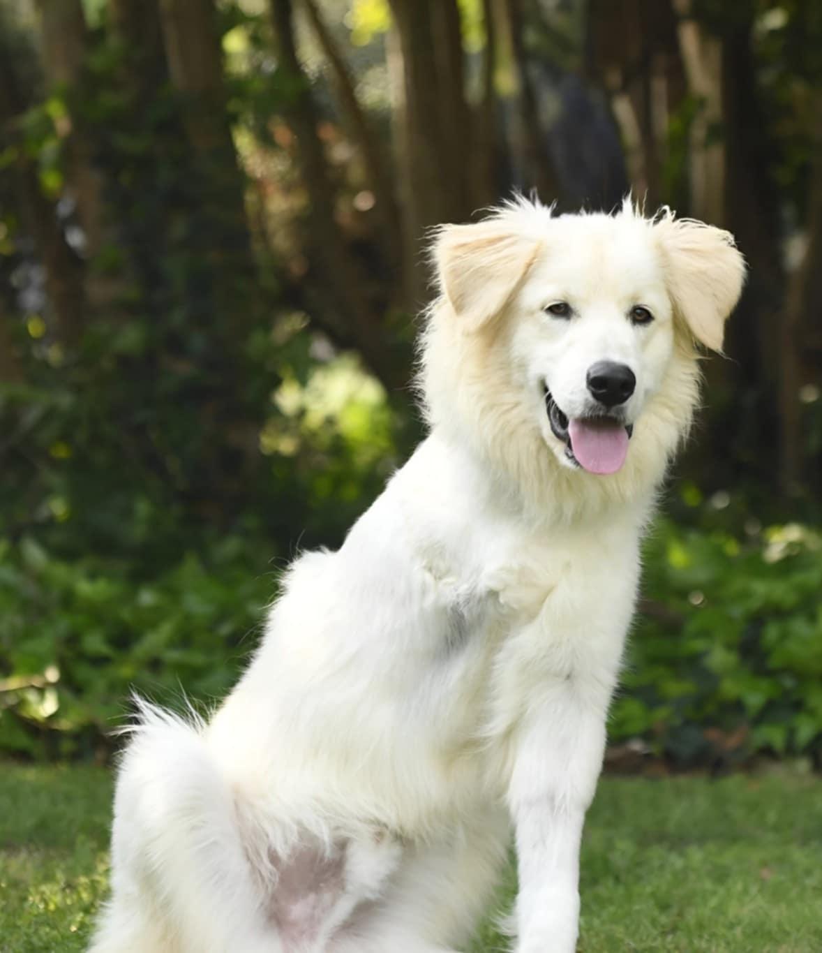 Enlarge Hopper, a Adopted mixed breed in Decatur, GA image 1/3