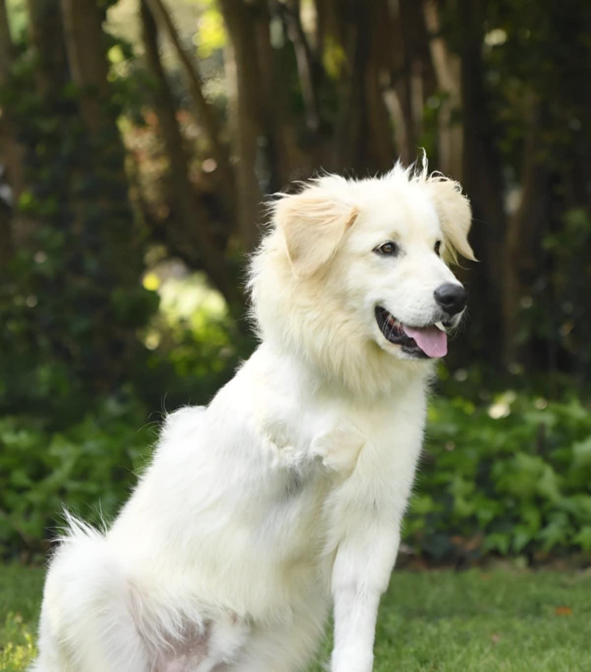 Enlarge Hopper, a Adopted mixed breed in Decatur, GA image 3/3