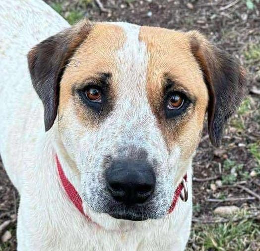 GingerSnap, Adoptable, Adult Female Australian Cattle Dog / Blue Heeler & Foxhound.