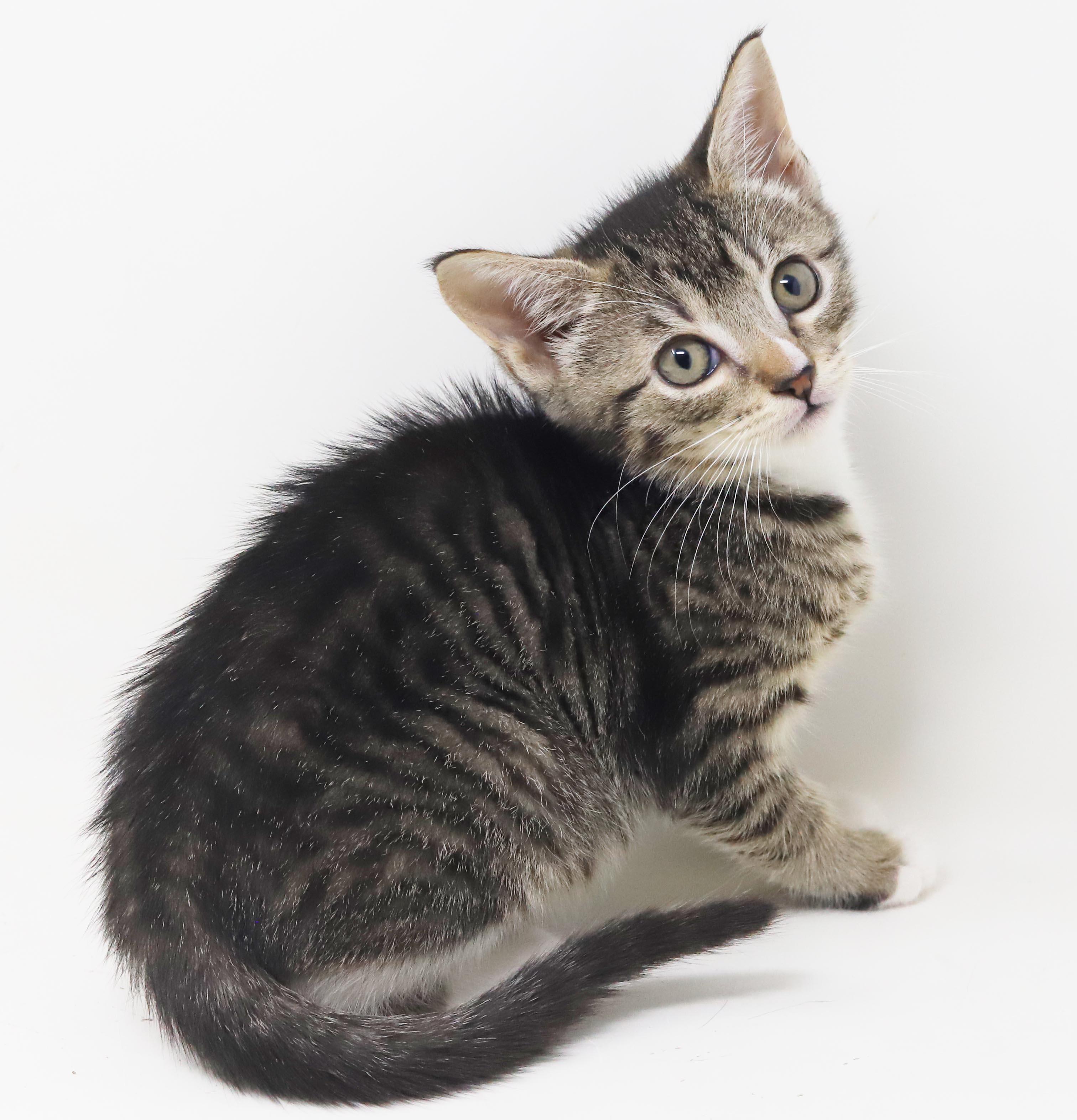 Enlarge Sterling is more precious than any jewel - loves her sis China, a Adoptable mixed breed in Bedford Hills, NY image 6/6