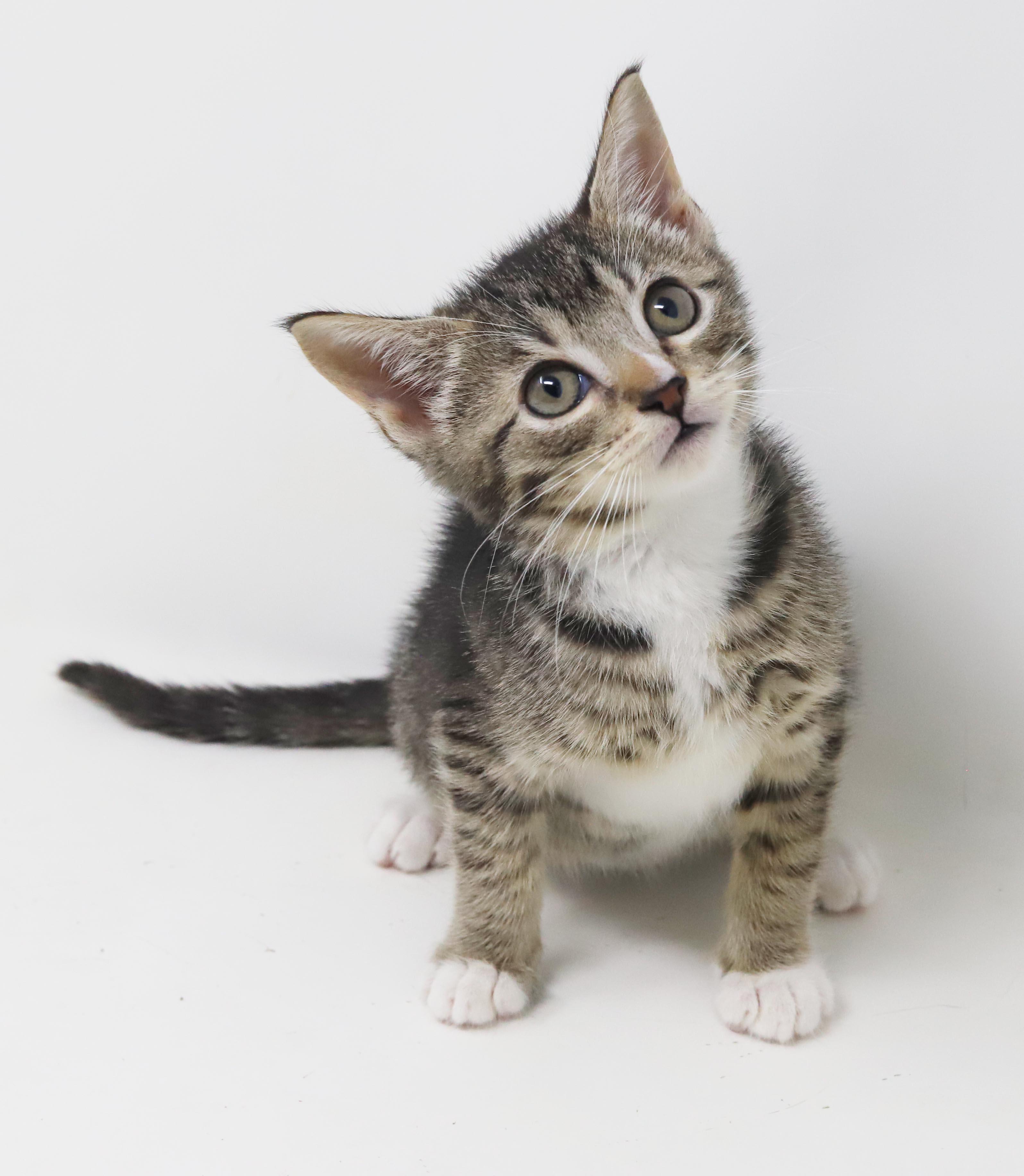 Enlarge Sterling is more precious than any jewel - loves her sis China, a Adoptable mixed breed in Bedford Hills, NY image 3/6
