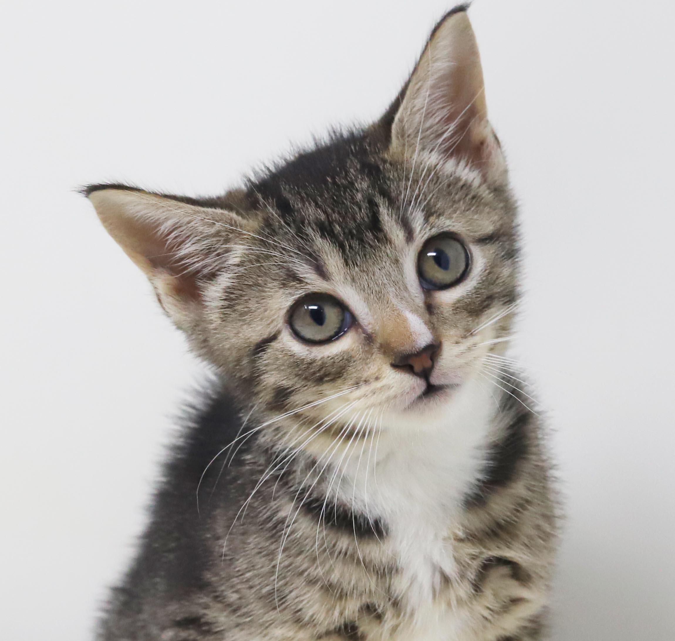 Sterling is more precious than any jewel - loves her sis China, Adoptable, Kitten Female Tabby & Bengal.