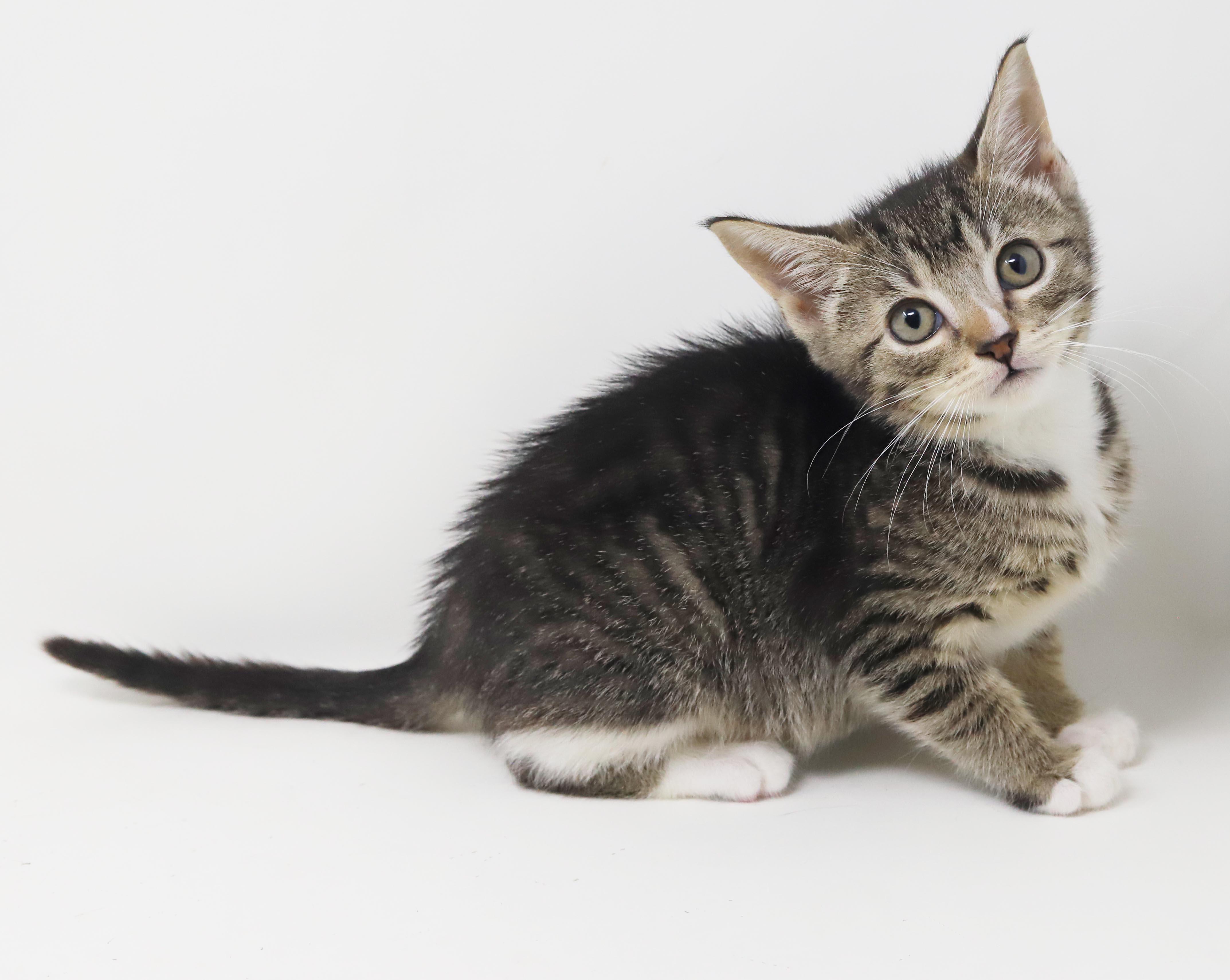 Enlarge Sterling is more precious than any jewel - loves her sis China, a Adoptable mixed breed in Bedford Hills, NY image 2/6