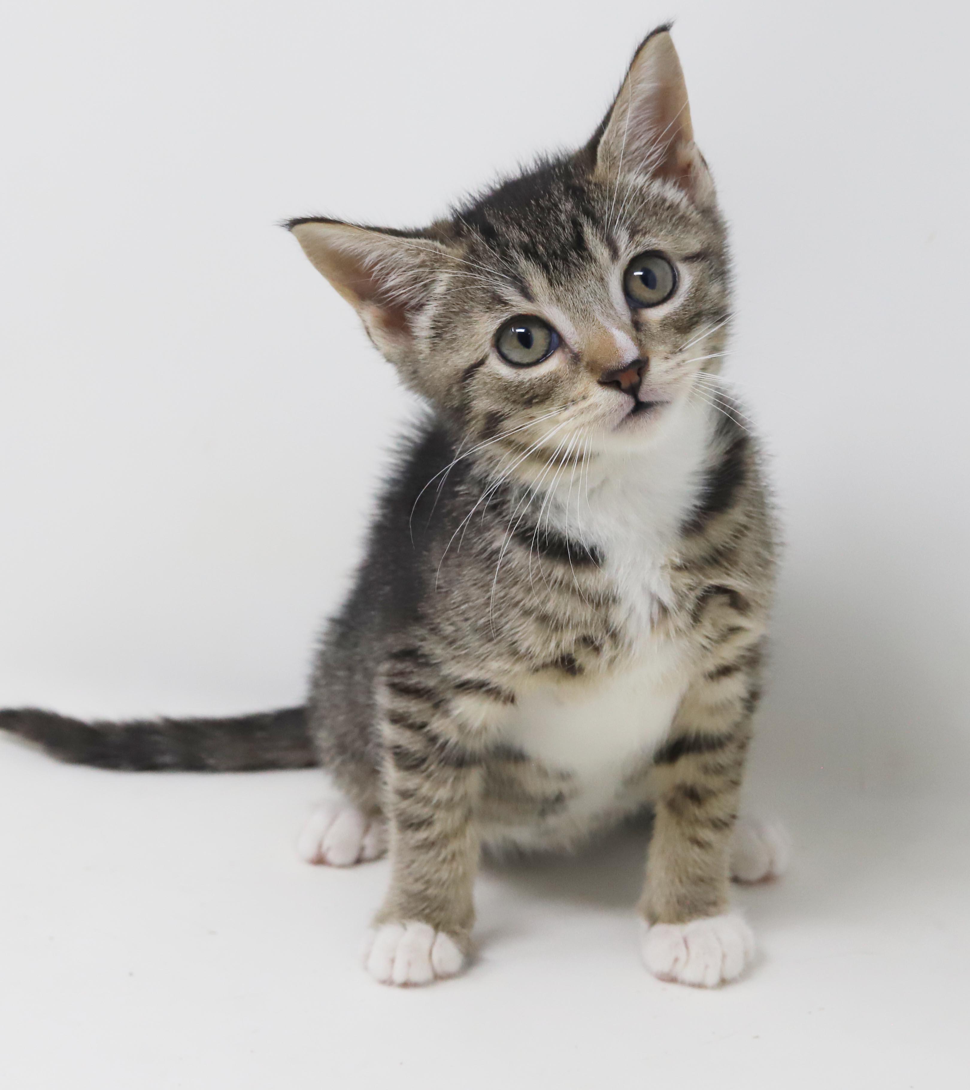 Enlarge Sterling is more precious than any jewel - loves her sis China, a Adoptable mixed breed in Bedford Hills, NY image 5/6