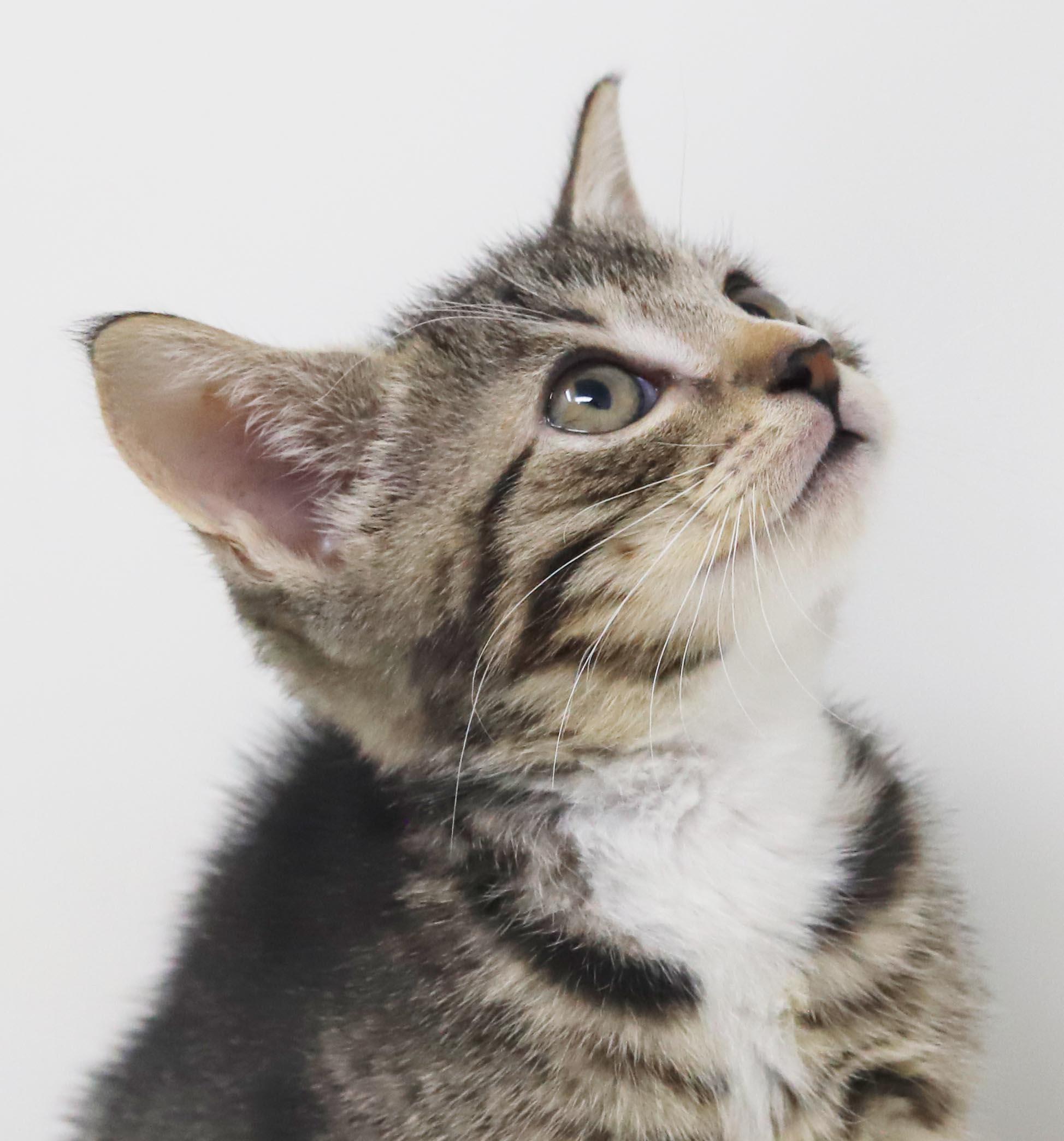 Enlarge Sterling is more precious than any jewel - loves her sis China, a Adoptable mixed breed in Bedford Hills, NY image 4/6