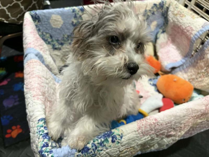 Woodle, a Adoptable mixed breed in Mukwonago, WI image 1/3