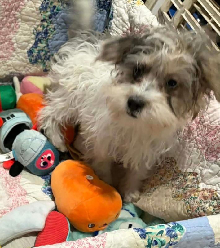 Woodle, a Adoptable mixed breed in Mukwonago, WI image 2/3