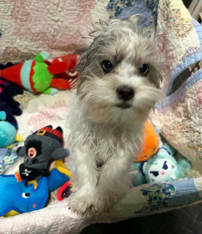 Woodle, a Adoptable mixed breed in Mukwonago, WI image 3/3