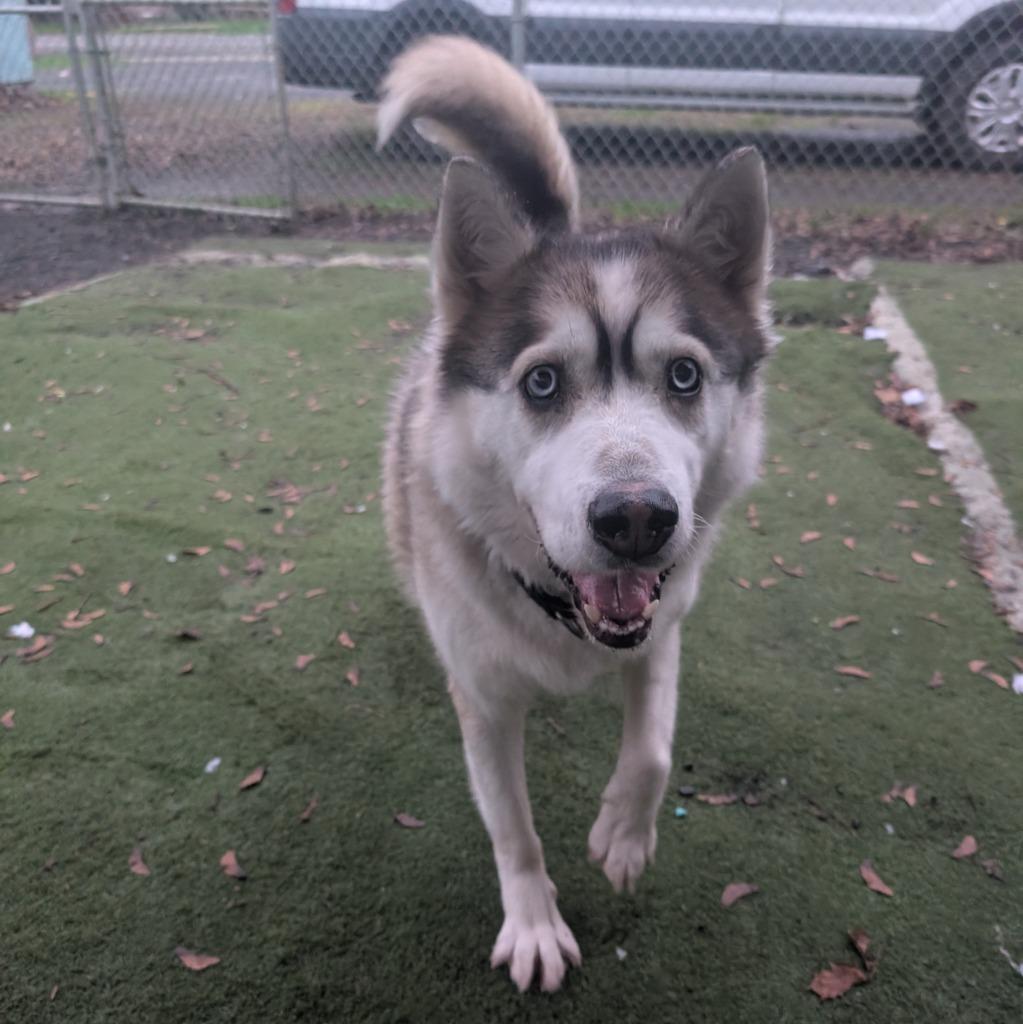 Chucho, Adoptable, Adult Male Husky.