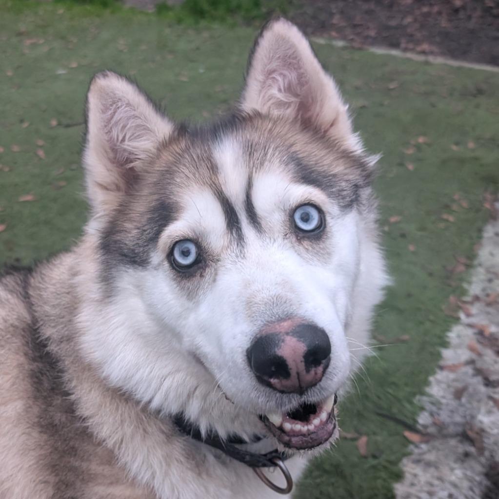 Chucho, Adoptable, Adult Male Husky.
