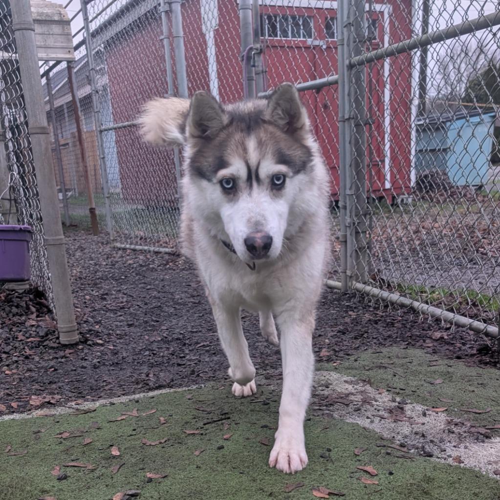 Enlarge Chucho, a Adoptable Husky in Aberdeen, WA image 2/4