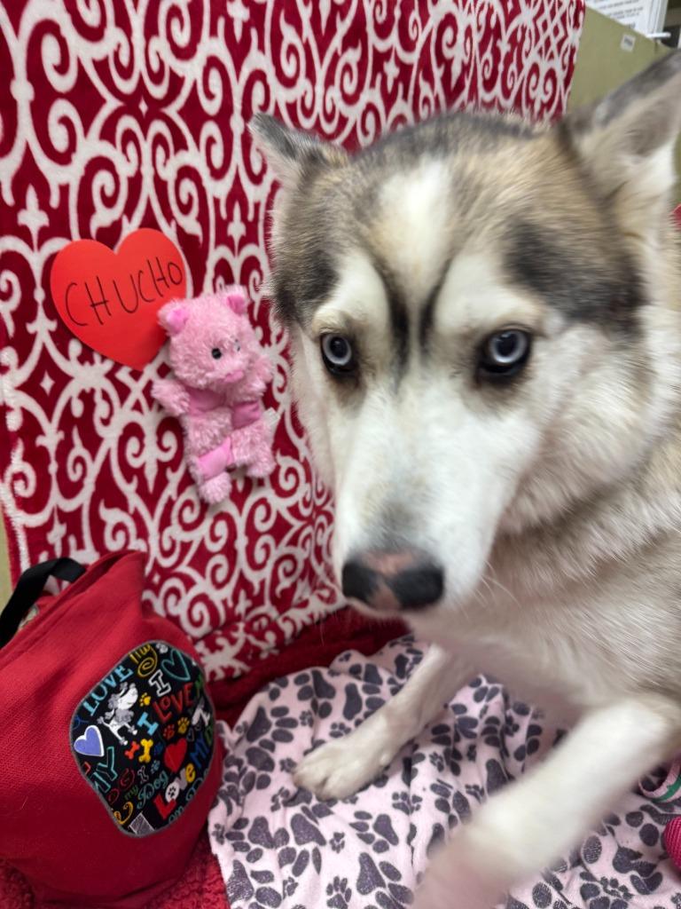 Enlarge Chucho, a Adoptable Husky in Aberdeen, WA image 3/6