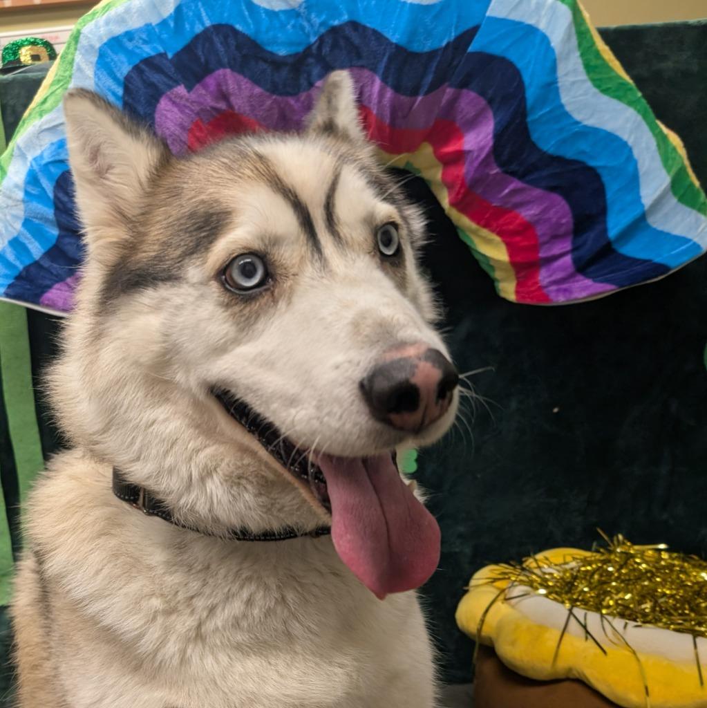 Chucho, a Adoptable Husky in Aberdeen, WA image 4/6