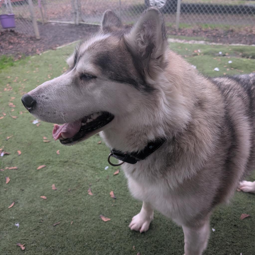 Enlarge Chucho, a Adoptable Husky in Aberdeen, WA image 4/6