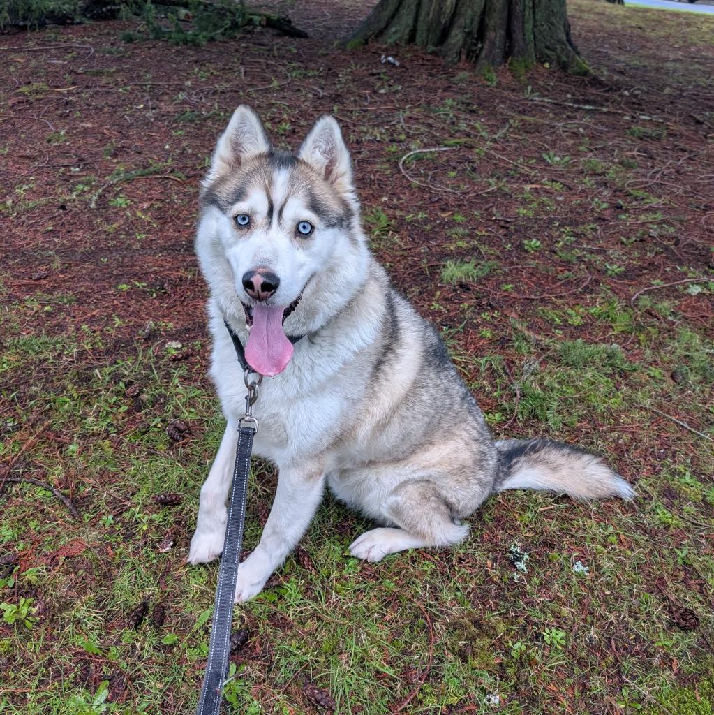 Enlarge Chucho, a Adoptable Husky in Aberdeen, WA image 6/6