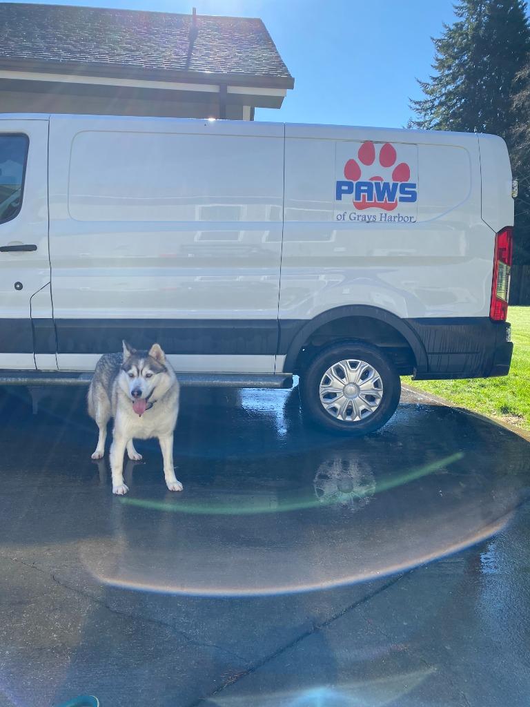 Enlarge Chucho, a Adoptable Husky in Aberdeen, WA image 6/6