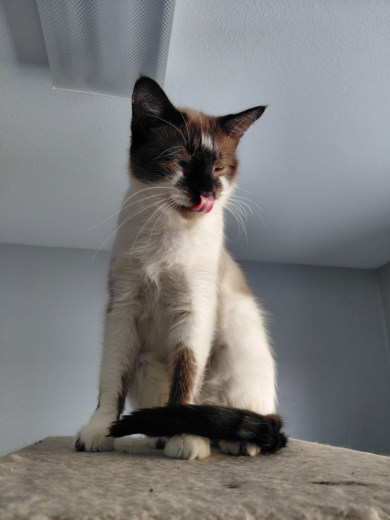 Dove @ The Cat's Brew, Adoptable, Adult Female Domestic Short Hair & Domestic Short Hair.